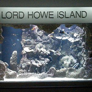 Lord Howe Island aquarium