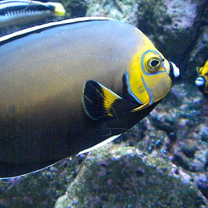 Conspicious Angelfish