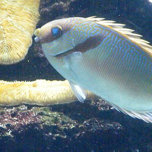 Two Barred Rabbitfish