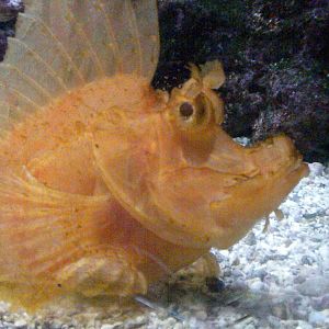 Scorpion fish