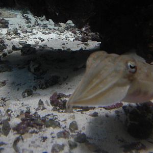 Cuttlefish