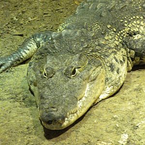 Morelet's Crocodile