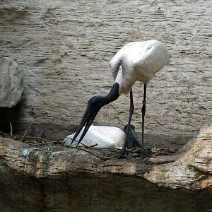 Jabiru Storks