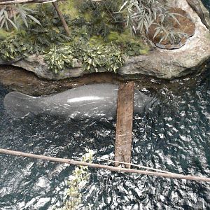 Antillian Manatee