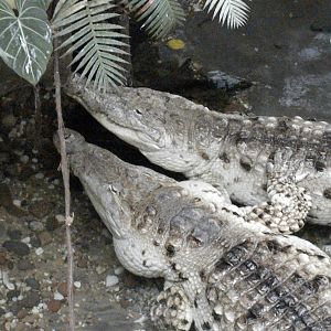 Orinoco Crocodiles
