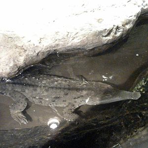 Young Orinoco Crocodile