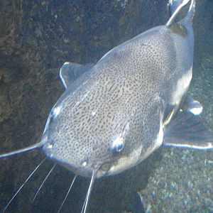 Red-tailed Catfish