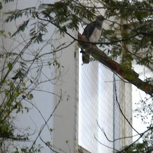 Guiana Crested Eagle