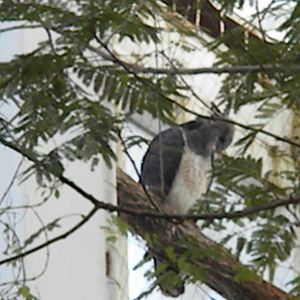 Guiana Crested Eagle