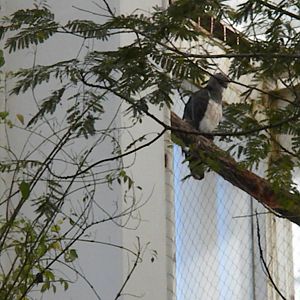 Guiana Crested Eagle