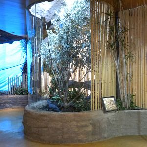 Cockatoo and Crowned Pigeon