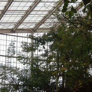 Ornate Hawk Eagle exhibit