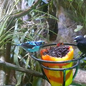 Black-faced Dacnis and Blue-crowned manakin