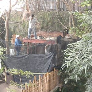 Caiman Lizard exhibit construction