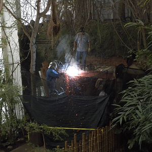 Caiman Lizard exhibit construction
