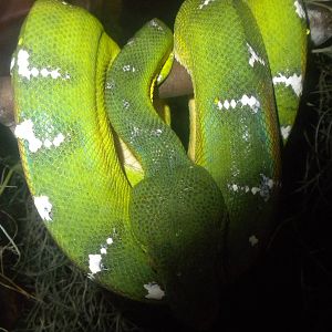 Emerald Tree Boa