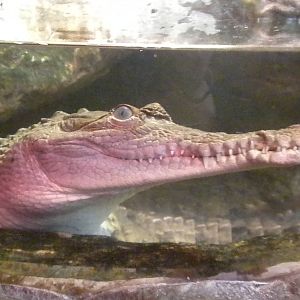 Young Orinoco Crocodile
