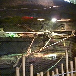 Two-Toed Sloth, Night monkey, Boat-billed Heron exhibit