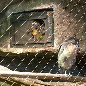Two-Toed Sloth, Night monkey, Boat-billed Heron exhibit