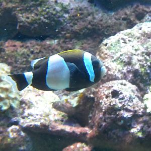 Wideband Clownfish