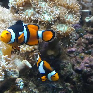 Clownfish