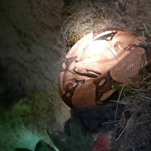 Boa Constrictor