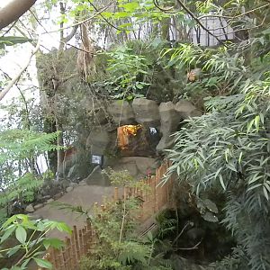 Finished Caiman lizard exhibit