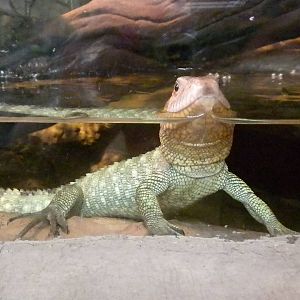 Caiman lizard