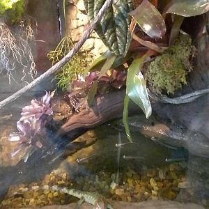 Caiman lizard