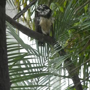 Spectacled Owl