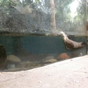 Giant Otter