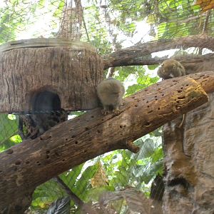 Pygmy Marmosets
