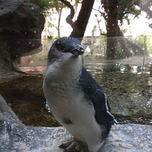 Little Blue Penguin