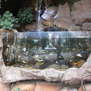 Outdoor African Cichlids