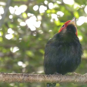 Red-capped Manakin