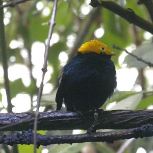 Golden-headed Manakin