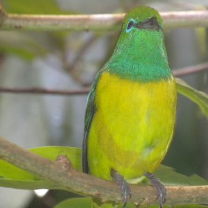 Blue-naped Chlorophonia