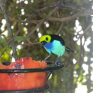 Paradise Tanager