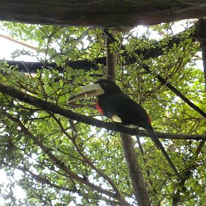 Ivory-Billed Aracari
