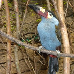 Plate-billed Mountain-toucan