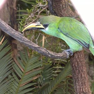 Emerald toucanet