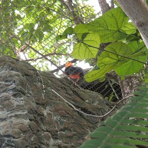 Andean Cock-of-the-Rock