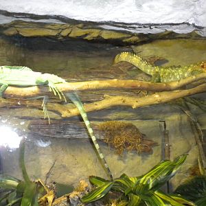 Caiman lizard