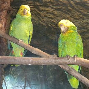 Amazon Parrot