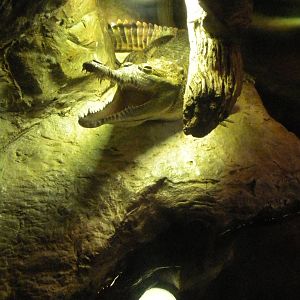 Young Orinoco Crocodile