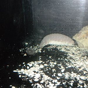 Giant Isopod