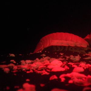Giant Isopod