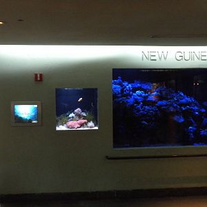 New Guinea aquarium
