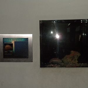 Giant Isopod microexhibit