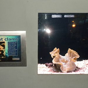 Giant Clam microexhibit